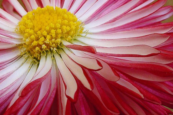 Flores de Bellis perennis