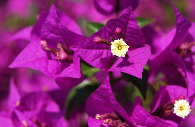 Bougainvillea glabra