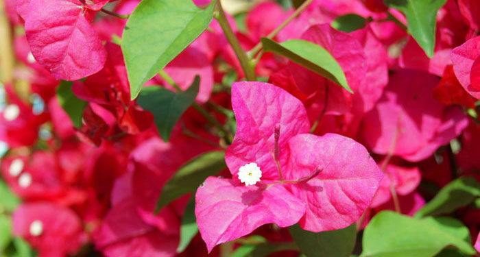 Flores de Bougainvillea spectabilis