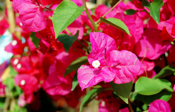 Flores de Bougainvillea