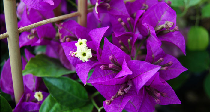 Flores de Bougainvillea