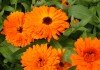 Flores de caléndula