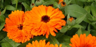 Flores de caléndula