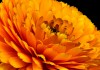 Flor de calendula