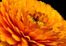 Flor de calendula