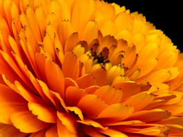 Flor de calendula