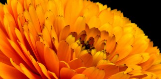 Flor de calendula