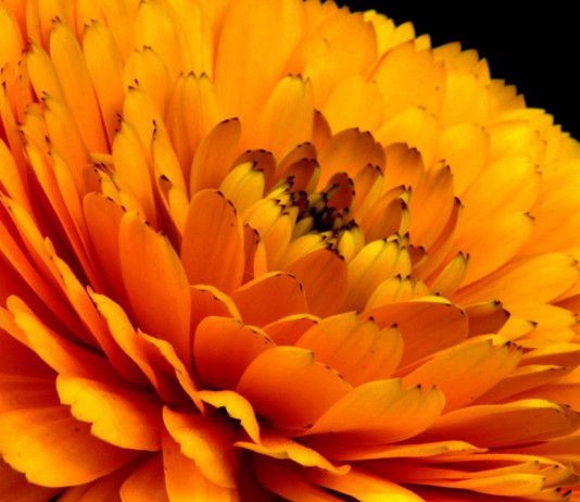 Flor de calendula