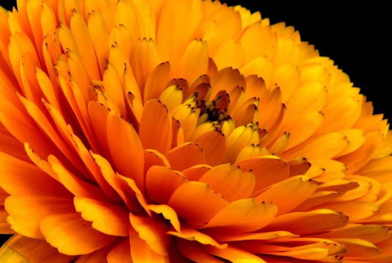 Flor de calendula