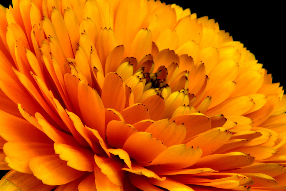 Flor de calendula