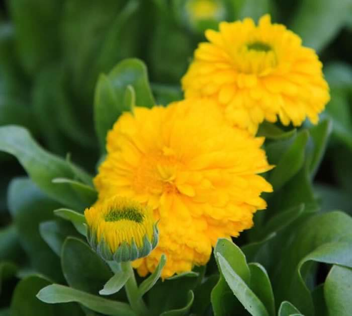 Calendula officinalis | Revista de Flores, Plantas, Jardinería, Paisajismo  y Medio ambiente