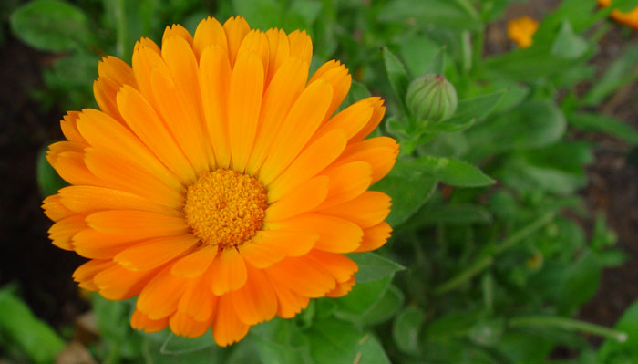 Flores de calendula