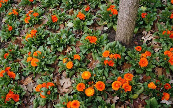 Calendula officinalis