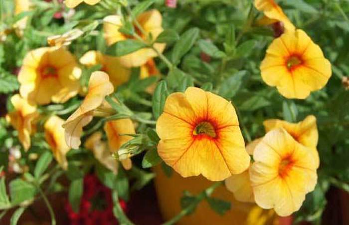 Calibrachoa hybrida