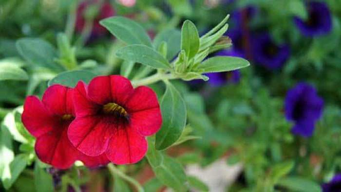 Flores de Calibrachoa hybrida