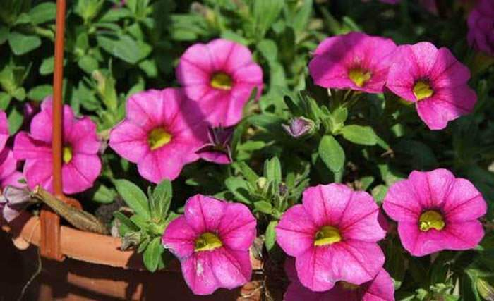 Flores de Calibrachoa hybrida