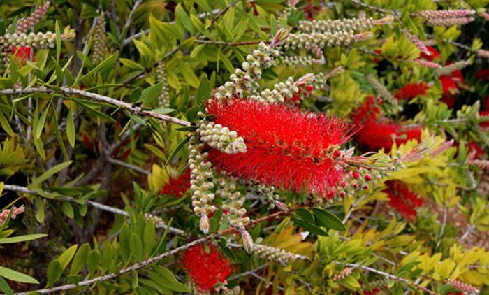 Flores de Callistemun