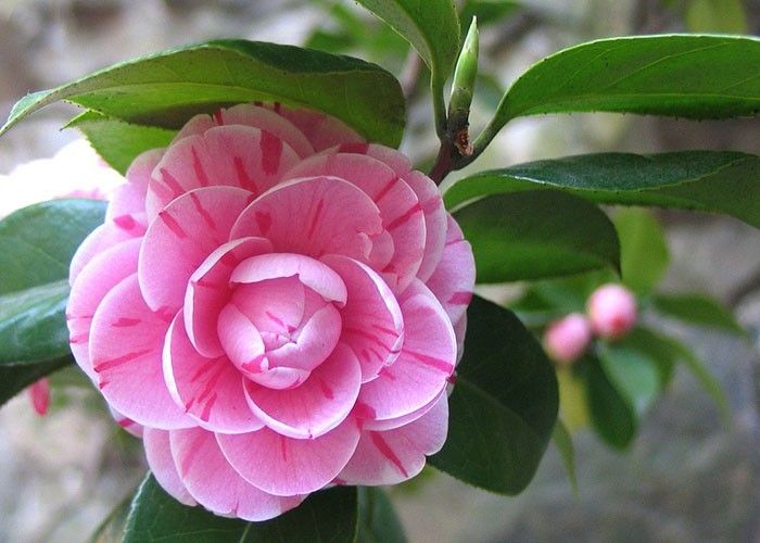 Flores de camellia