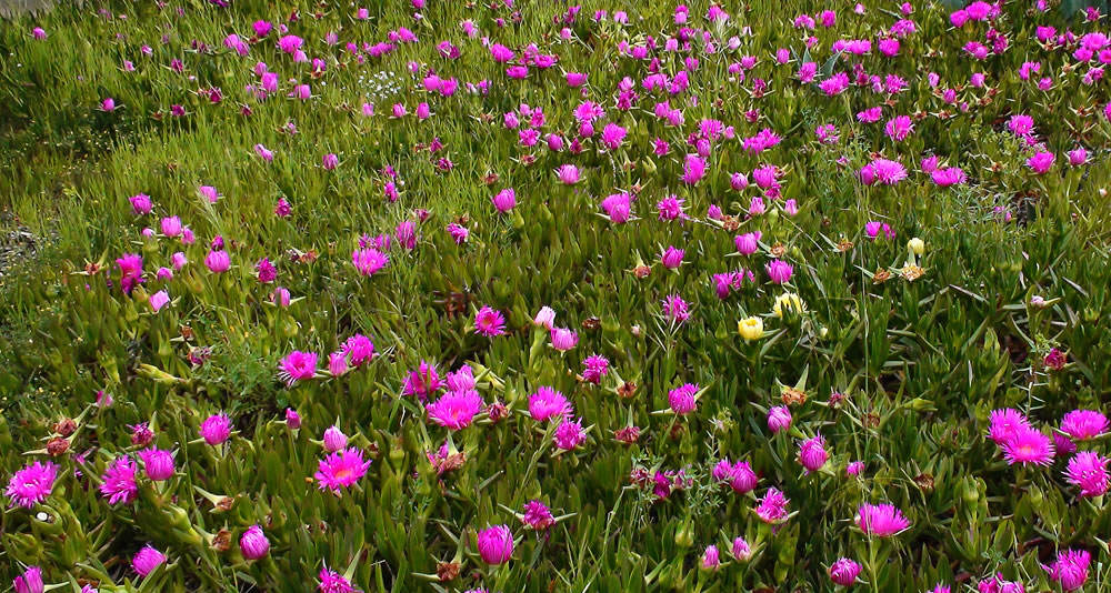 Flors de Carpobrotus sp