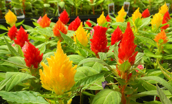 Flores de Celosia cristata