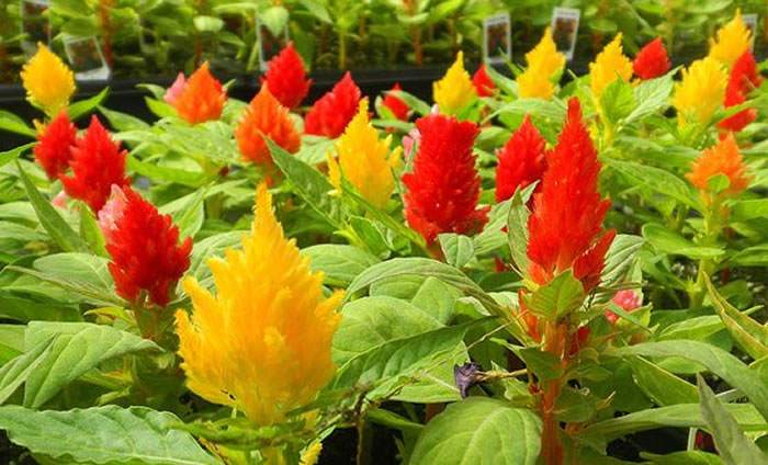 flores de celosia plumosa