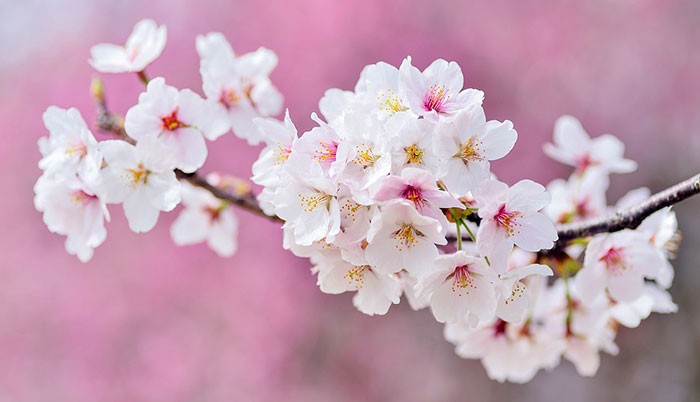 Árboles de hoja caduca | Revista de Flores, Plantas, Jardinería, Paisajismo  y Medio ambiente