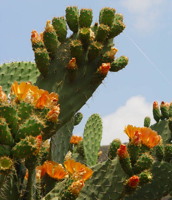 Flores de Opuntia ficus-indica