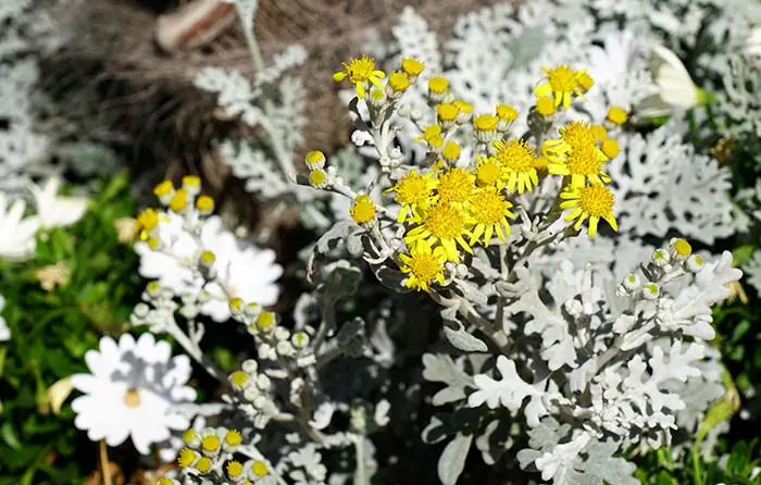 Flores de Cineraria maritima