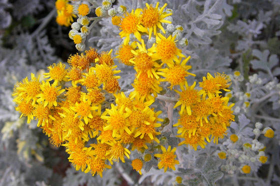 Flores de Cineraria marítima