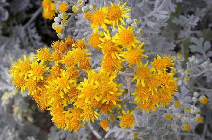 flores de cineraria maritima