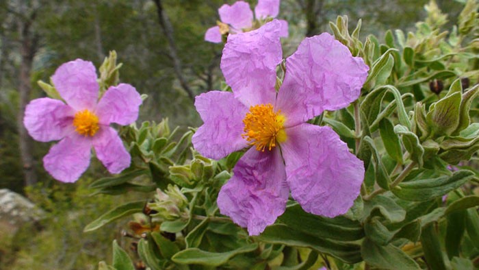 Flor de Cistus albidus