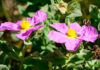 Flores de Cistus albidus