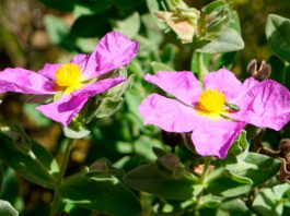 Flores de Cistus albidus