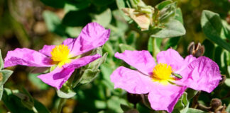 Flores de Cistus albidus