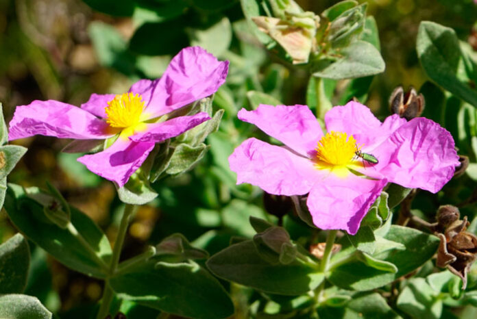 Flores de Cistus albidus