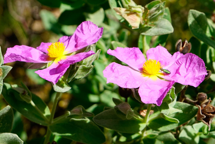 Flores de Cistus albidus