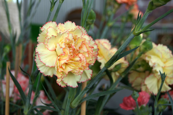 Flores de claveles
