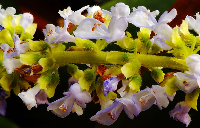 Flores del Coleo