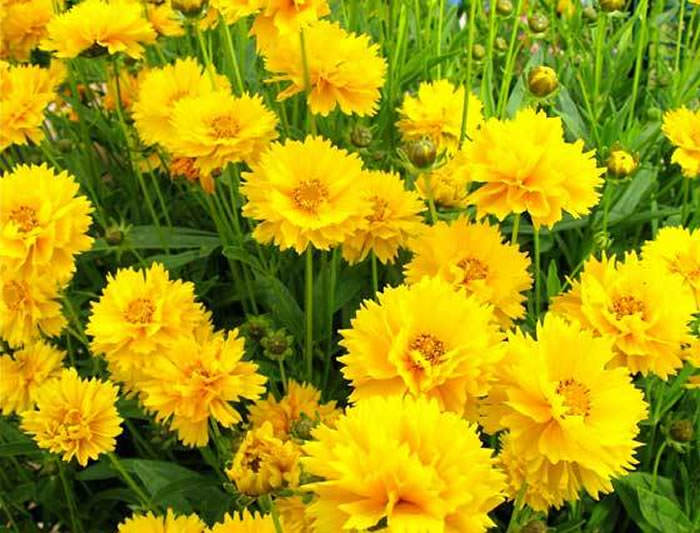 flores de coreopsis amarillas