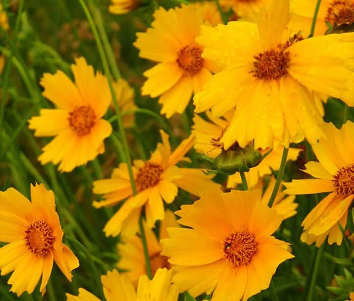 flores de coreopsis lanceolata