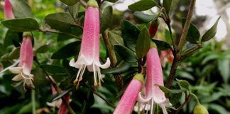 Flores de Correa pulchella