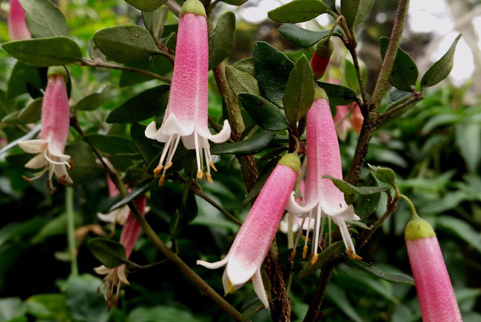 Flores de Correa pulchella