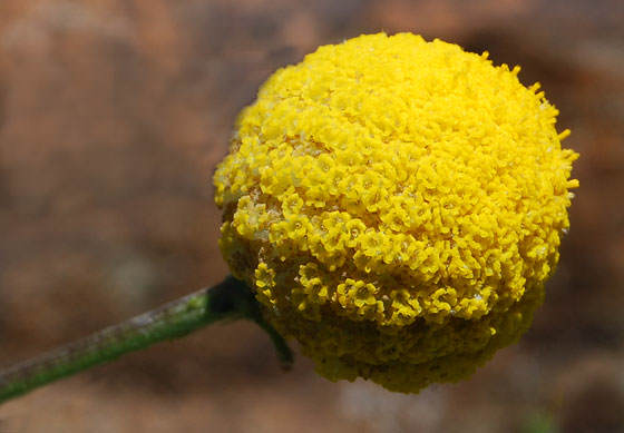 Flores de Craspedia Globosa