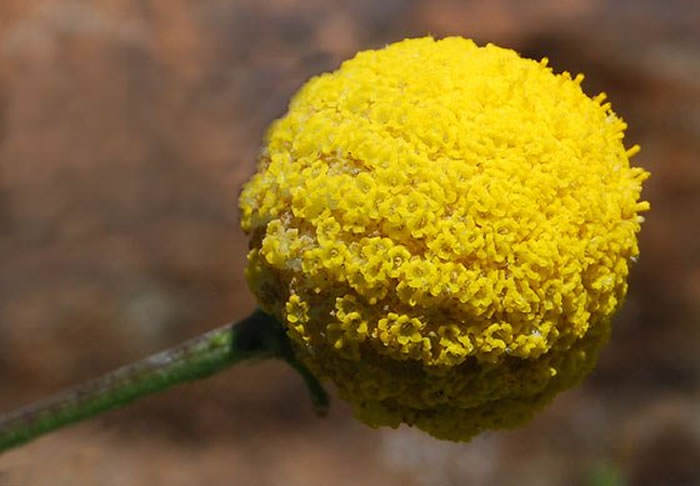 flores de craspedia globosa