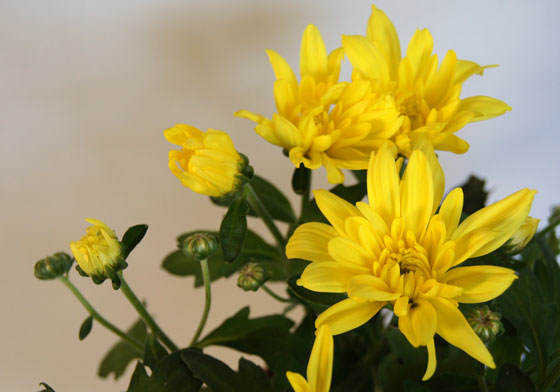 Flores de Crisantemo amarillo