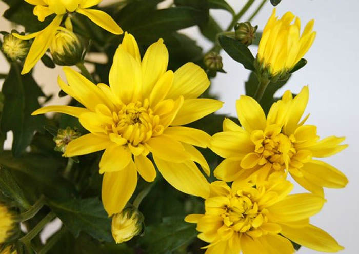 flores de crisantemo