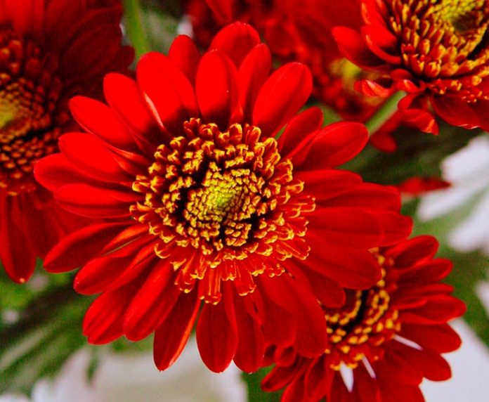 flores de crisantemo flores de crisantemo