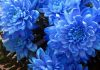 Flores de crisantemo de color azul