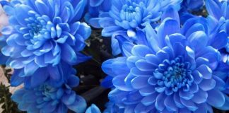 Flores de crisantemo de color azul
