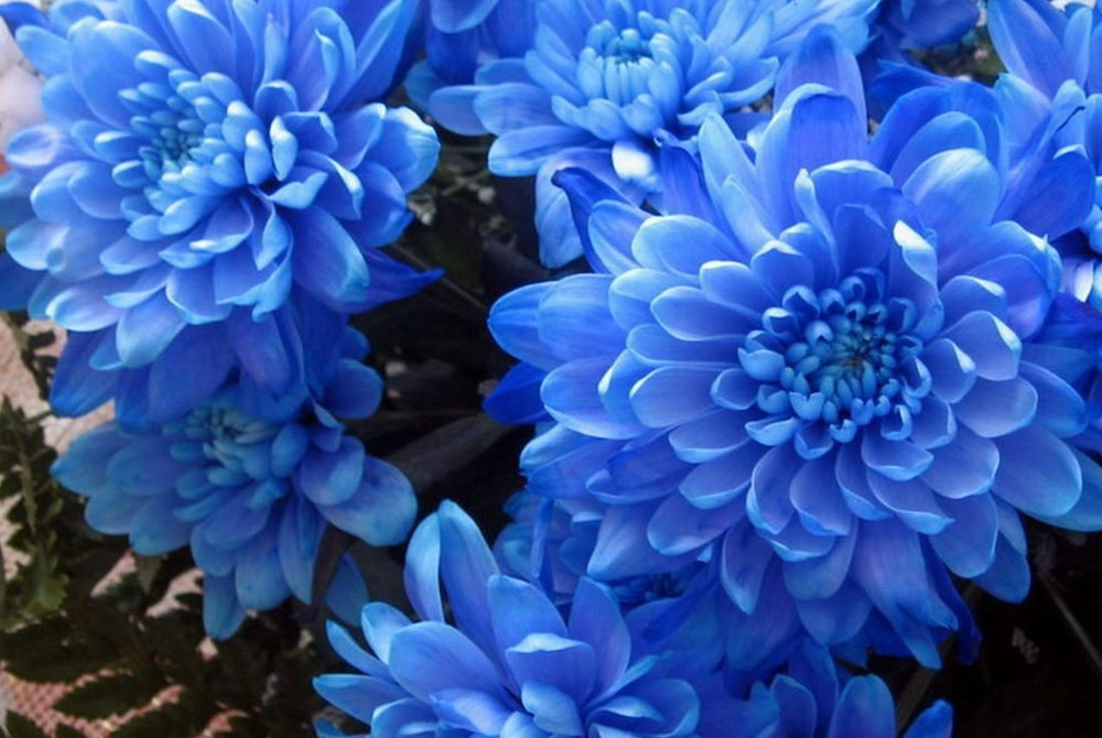 Crisantemos de flores azules | Revista de Flores, Plantas, Jardinería,  Paisajismo y Medio ambiente